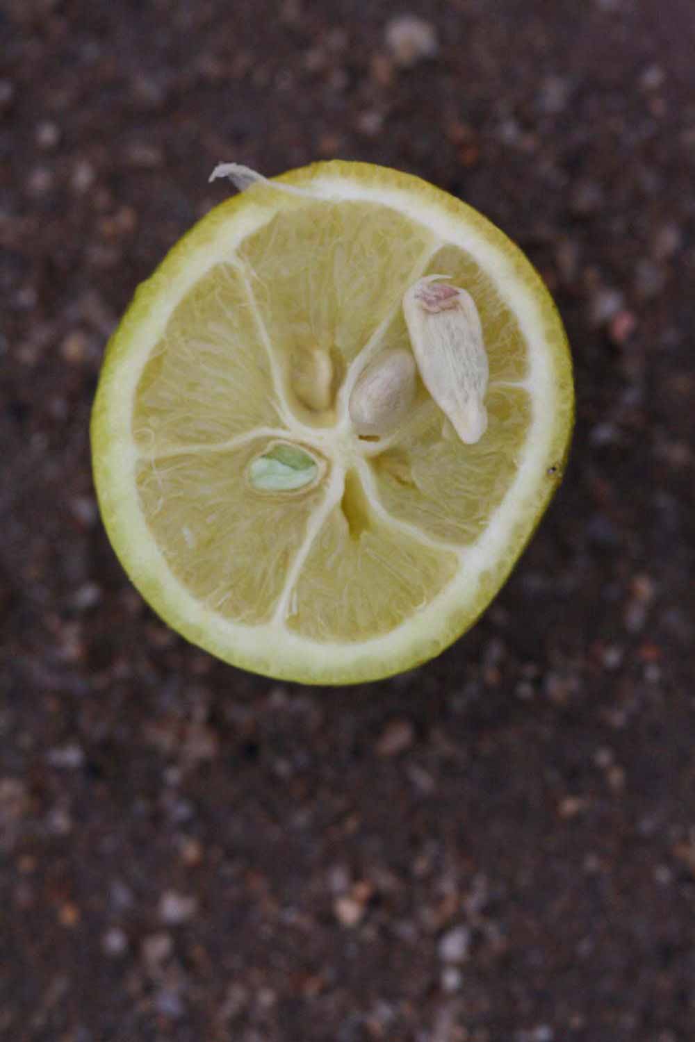             Fruit cross-section (Riverside, CA)   